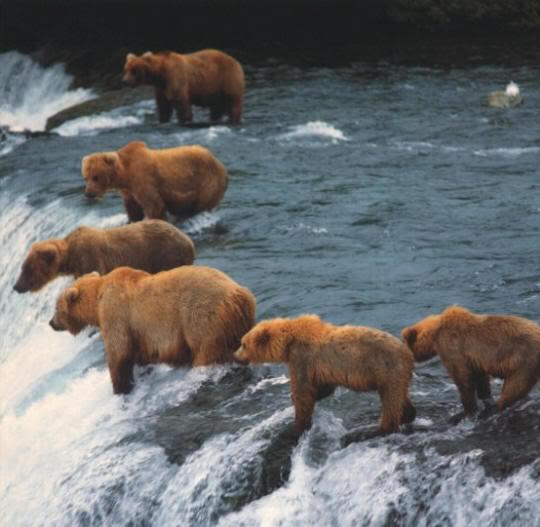 pescuit in gasca - grizzlyfishing.jpg